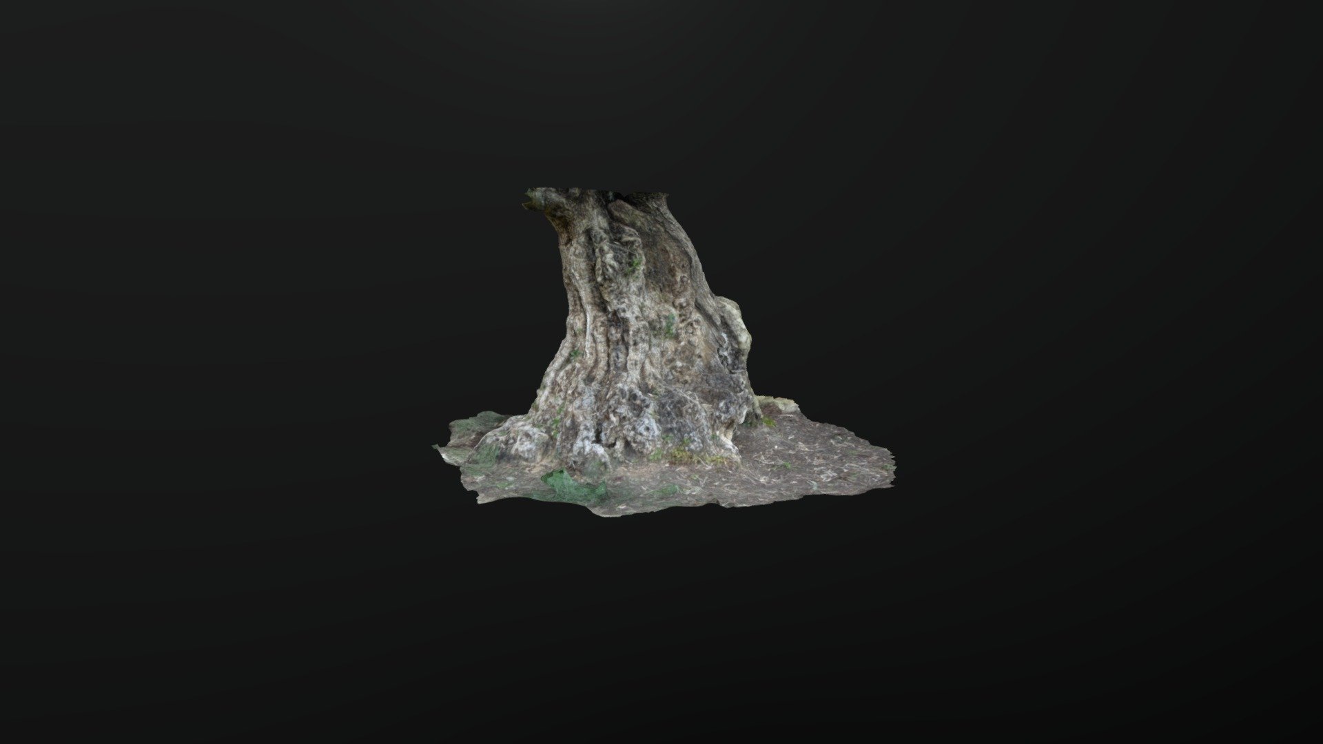 Olivetree trunk low quality