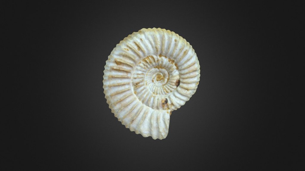 Perisphinctes sp.