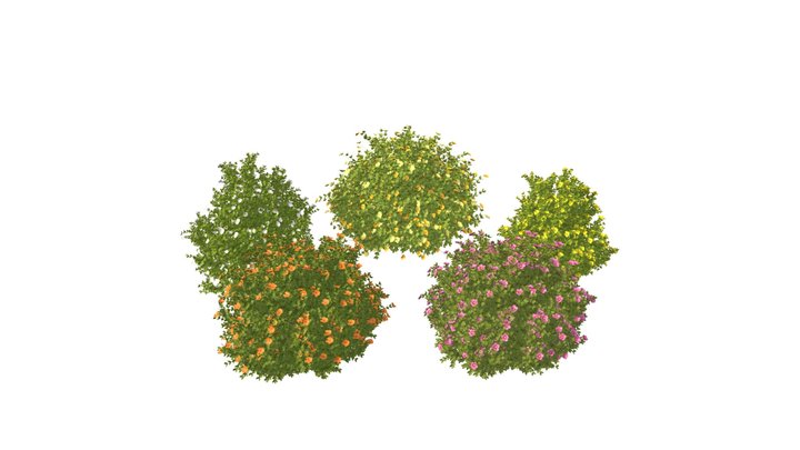 3D Potentilla Blossoms 3D Model