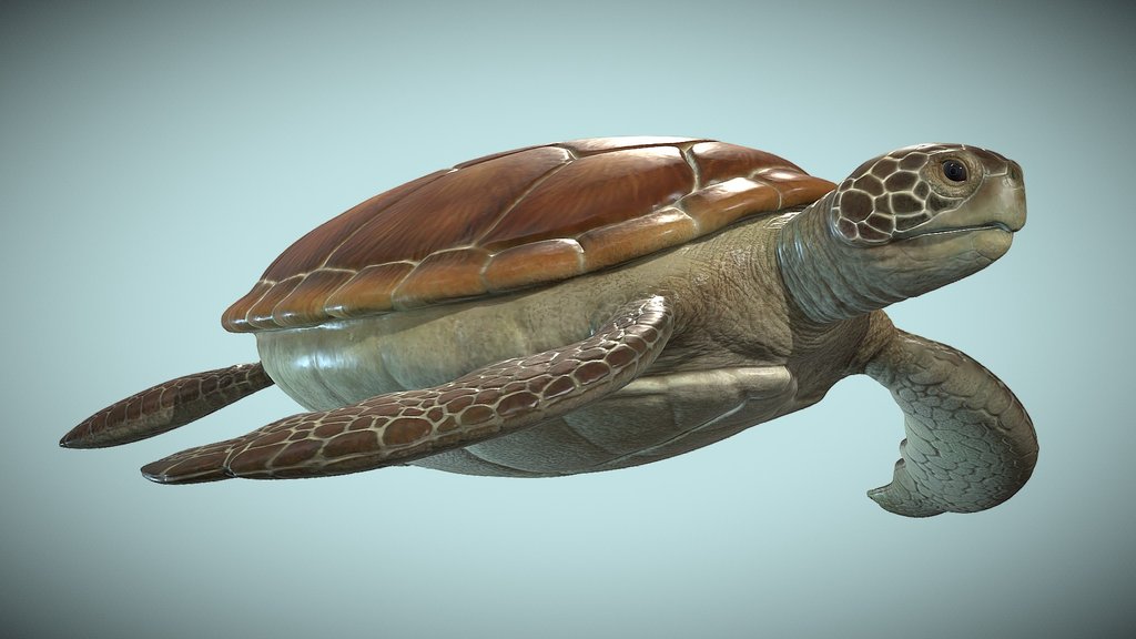 Sea turtle