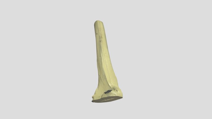 Tibia 3D Model