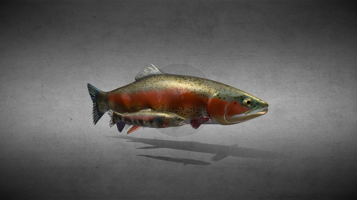 Rainbow Trout - Redband