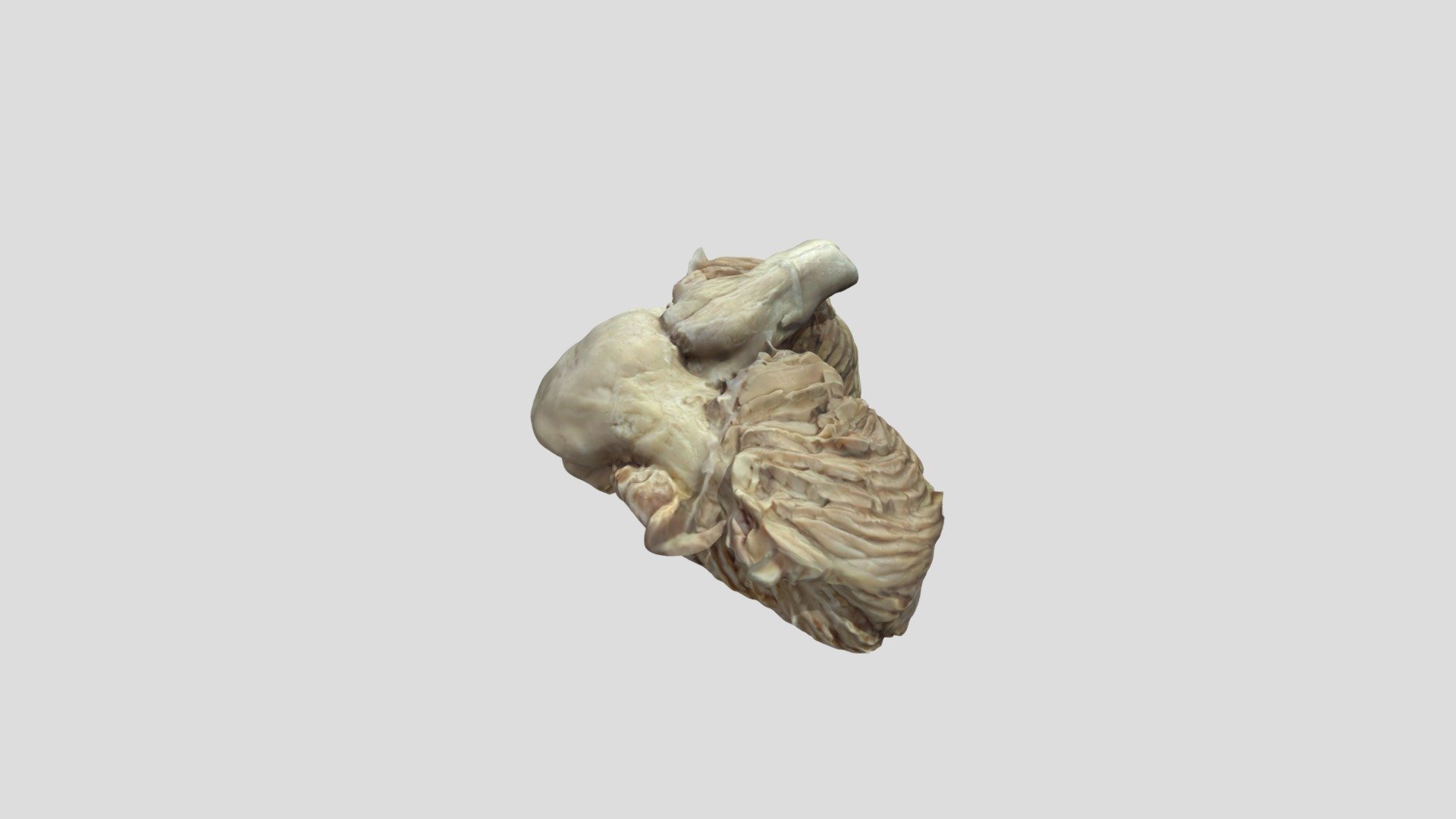 Cerebelo (Lobulillos) - 3D model by Anatomia III - Grupo 4 ...