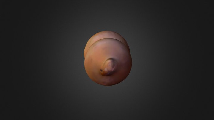 Butternut 3D Model