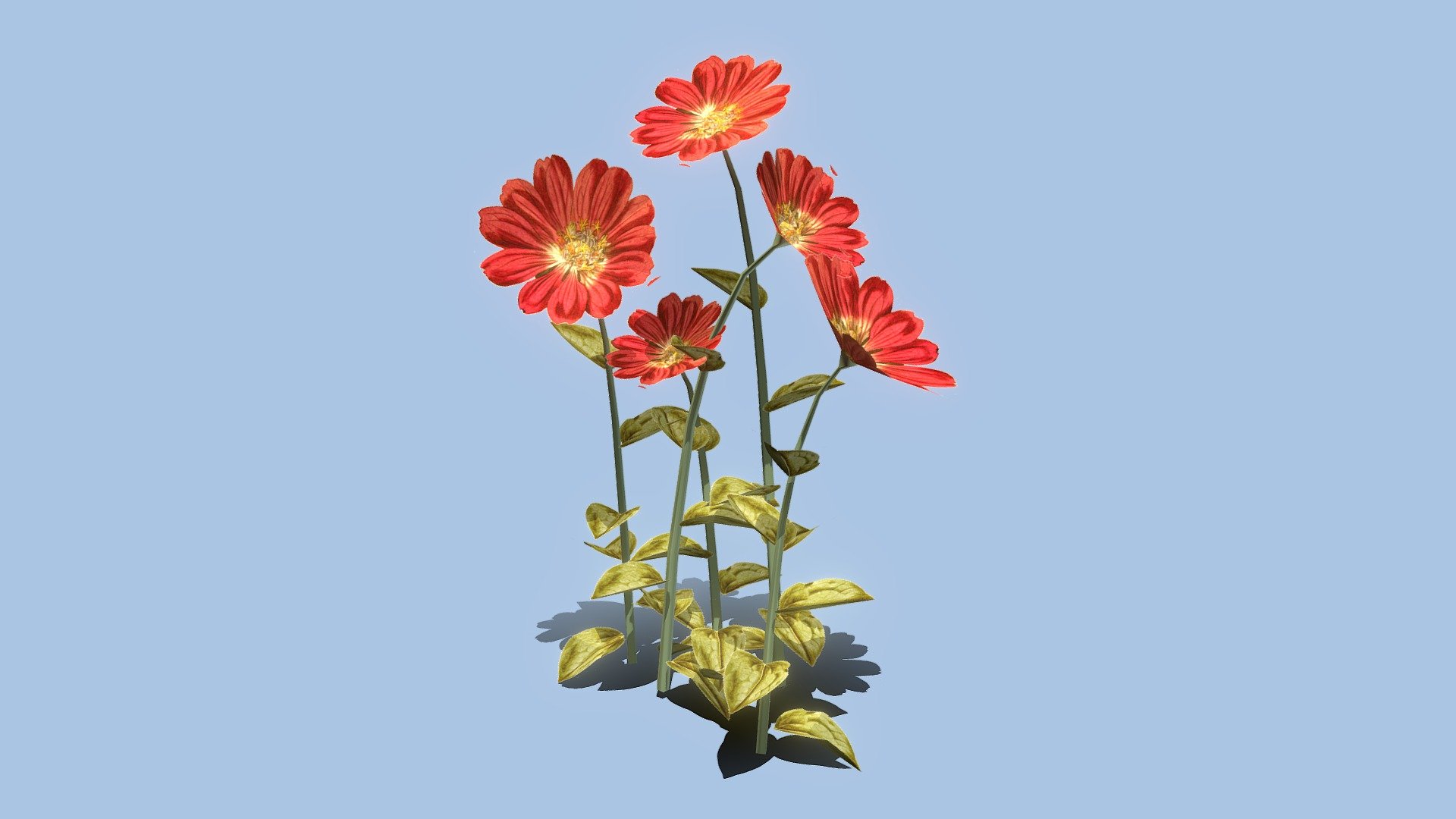 32 Zinnias California Giant