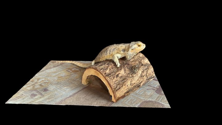 Oryx the Dragon 3D 3D Model