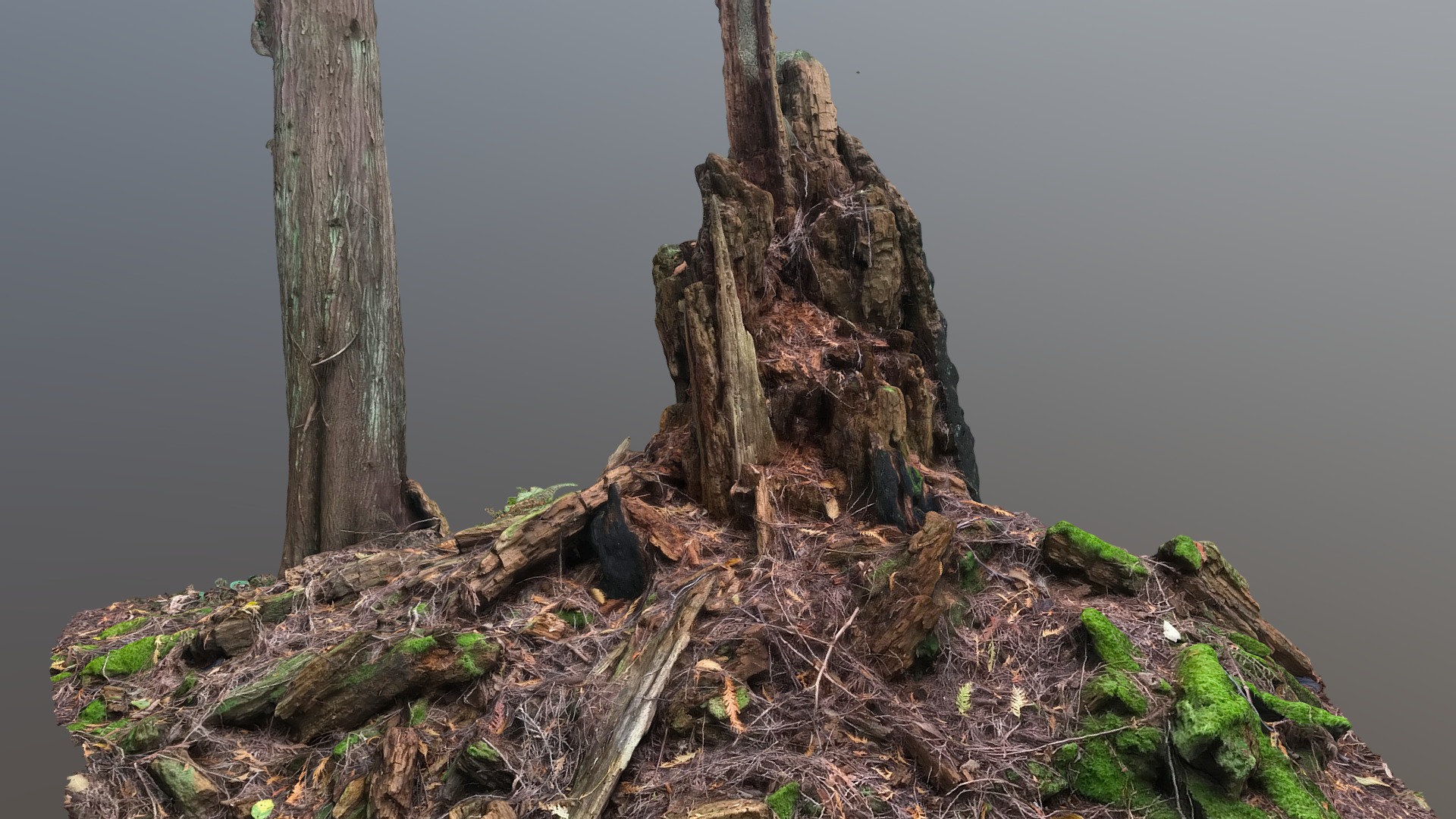 3D model Stump 3 - This is a 3D model of the Stump 3. The 3D model is about a tree stump with moss growing on it.