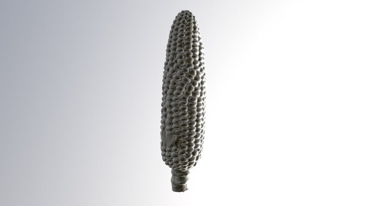 Corn Model 3D Model