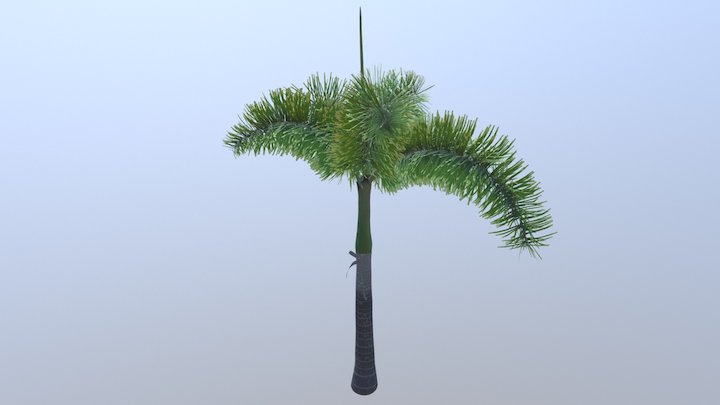 Palma 3D Model