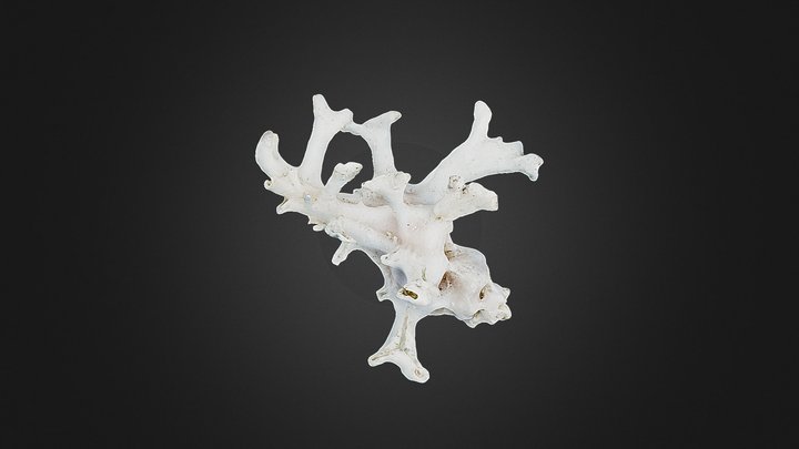 Homalocantha zamboi 3D Model