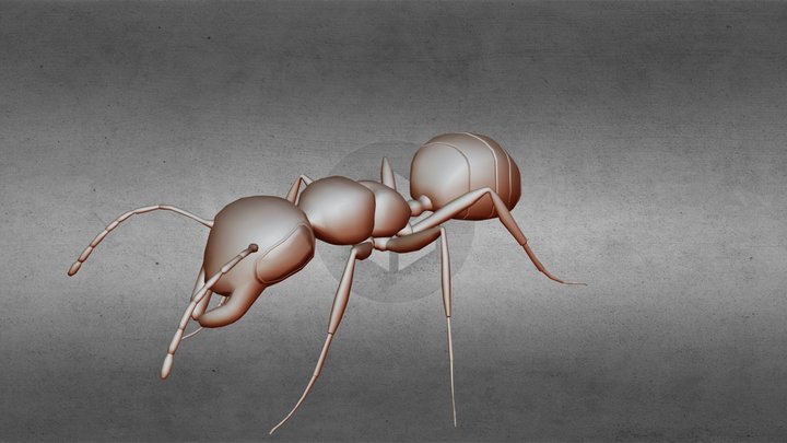 Stylized 3D Ant Model – Rigged