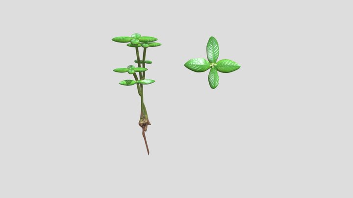 Karas tulang: Chloranthus elatior 3D Model