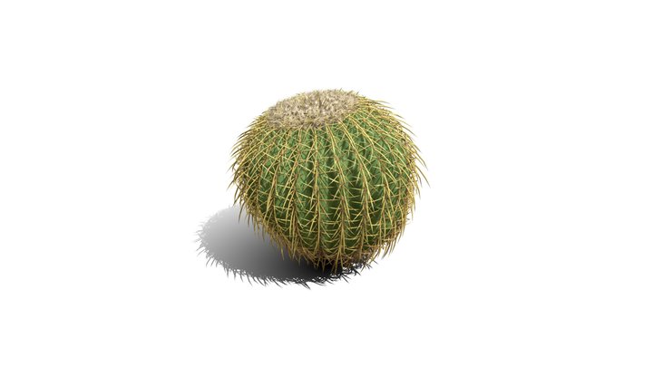 Realistic HD Golden barrel cactus (26/30) 3D Model