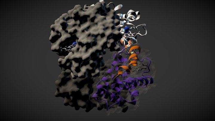Human Deoxyhemoglobin Oxyhemoglobin 3D Model