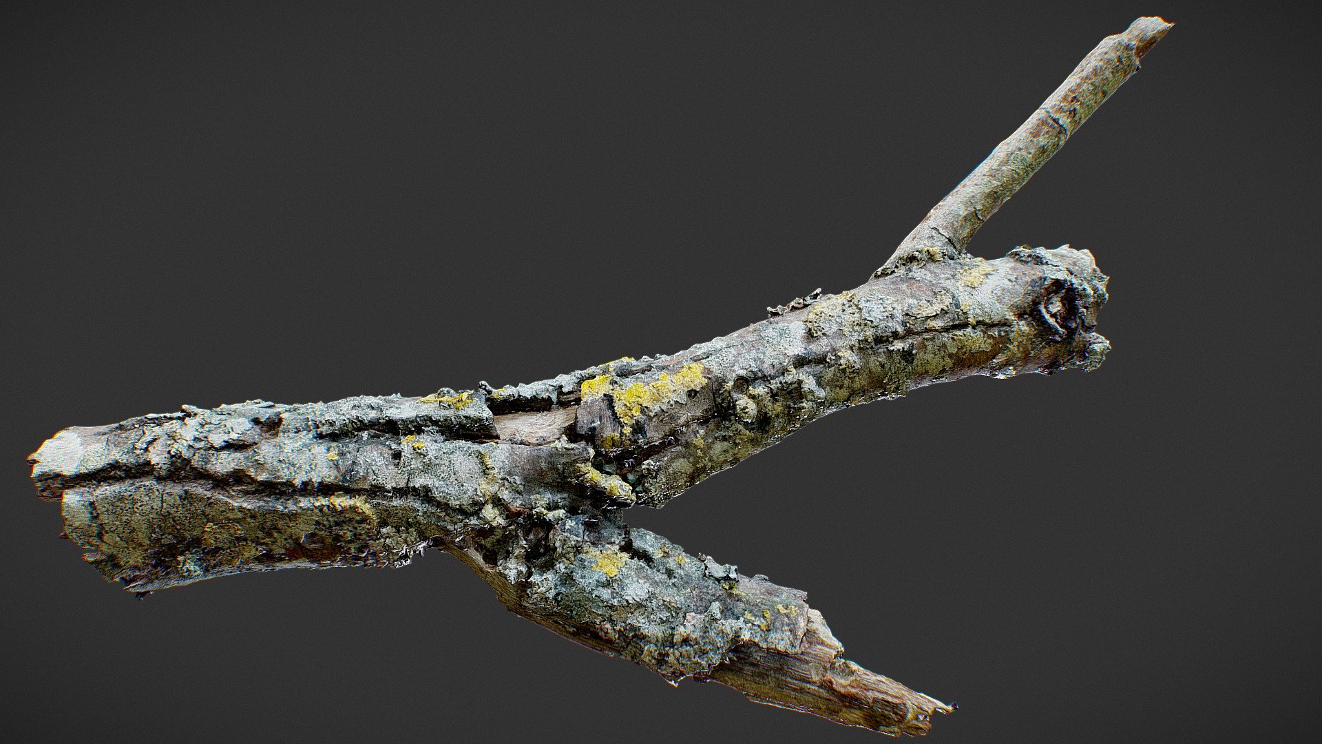 Rotting branch 24 - Buy Royalty Free 3D model by optimuscan [445b266 ...