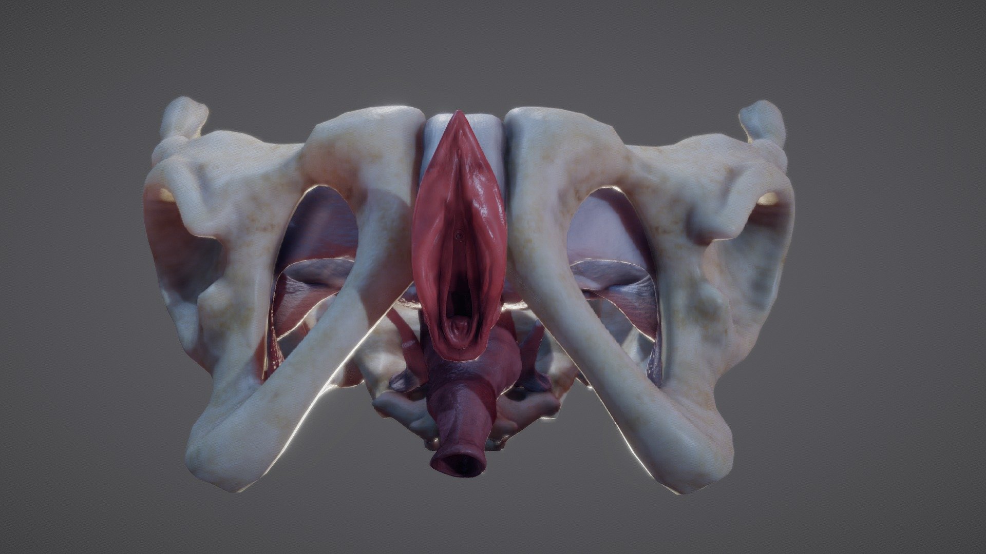 Female Reproductive System - Buy Royalty Free 3D model by Ebers (@Ebers)  [445e5d3]