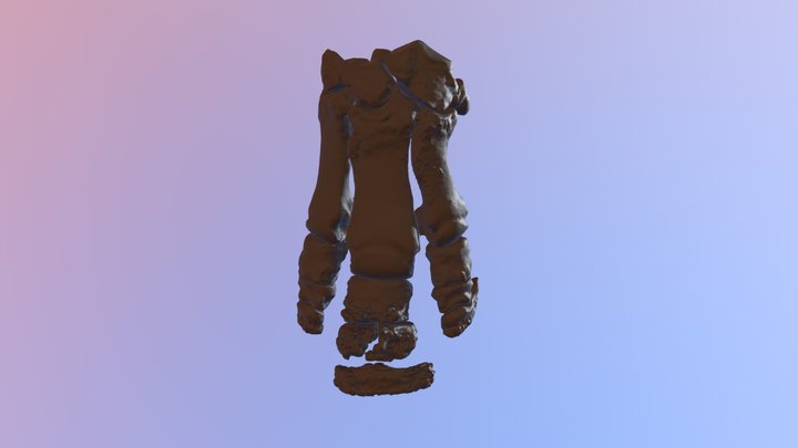 White rhinoceros front foot skeleton 3D Model