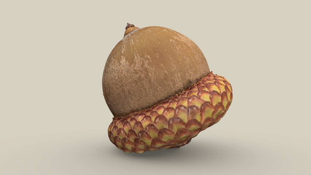 Acorn