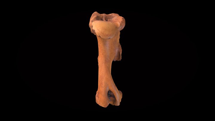 Hippidion saldiasi, húmero 3D Model