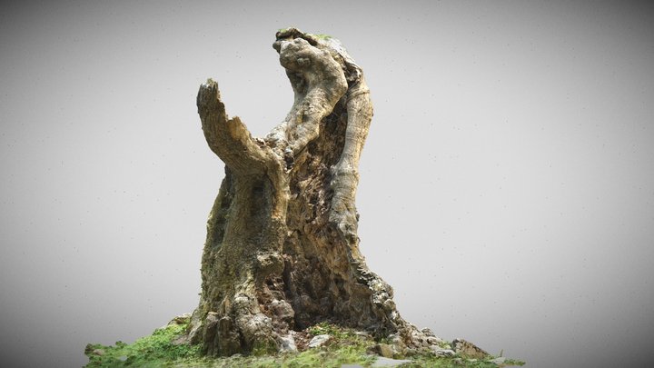 Tree 06 3D Model