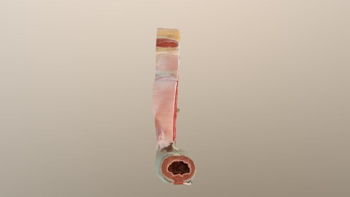 Test 5th 3D Model
