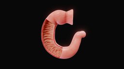 Stomach, duodenum, coeliac trunk - 3D model by VivekAnatomy [c885be8 ...