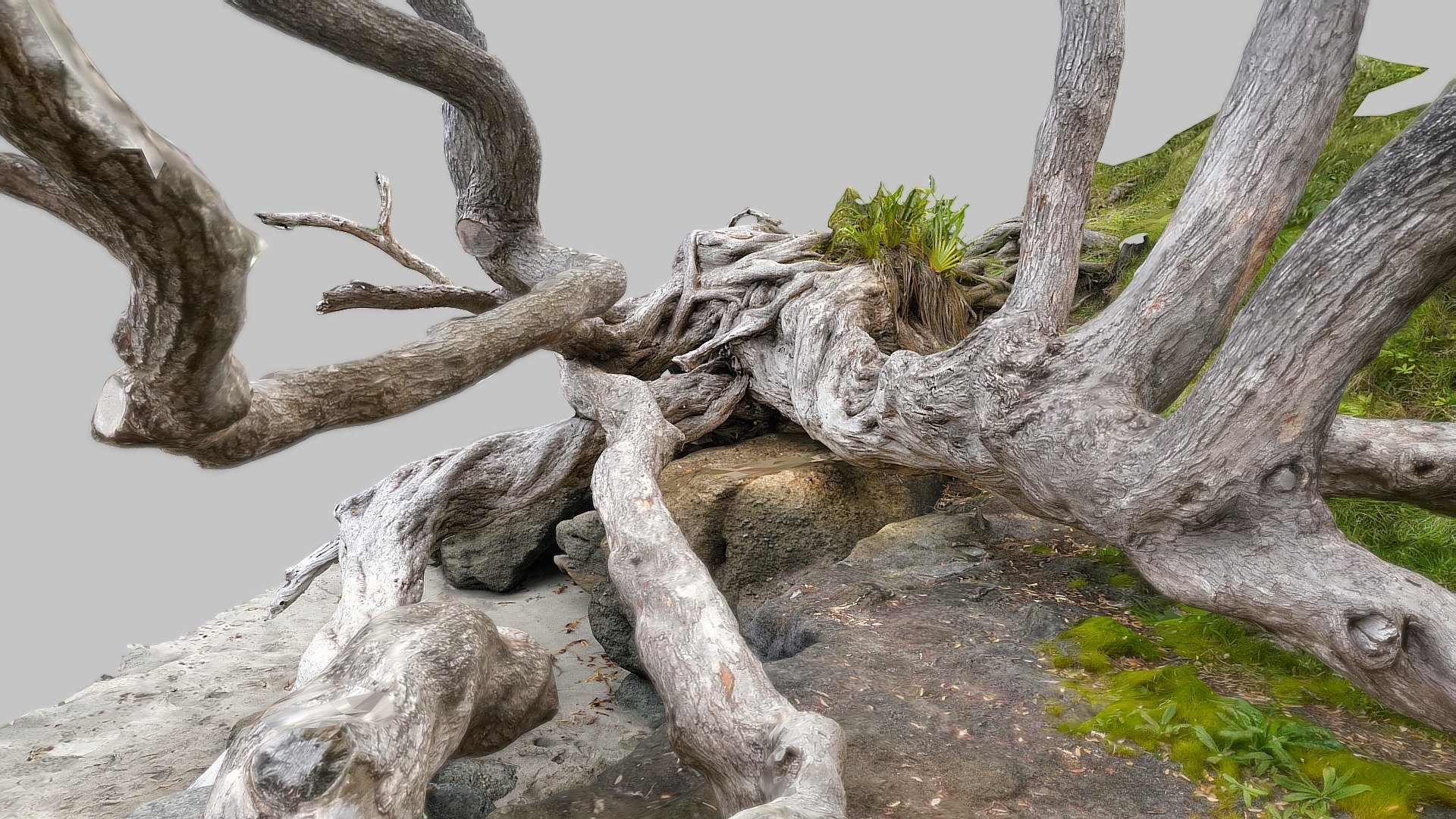 Pohutukawa tree Goat Island Bay