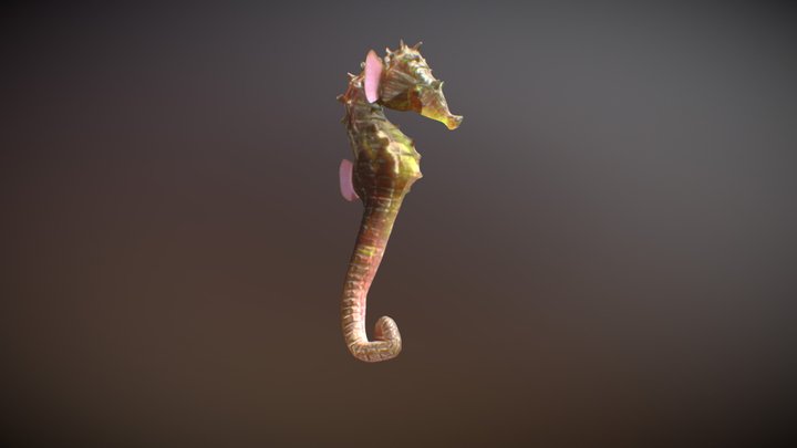 Hippocampus erectus 3D Model