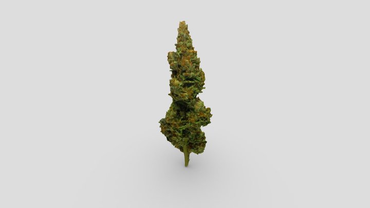 Bali Kush 3D Model