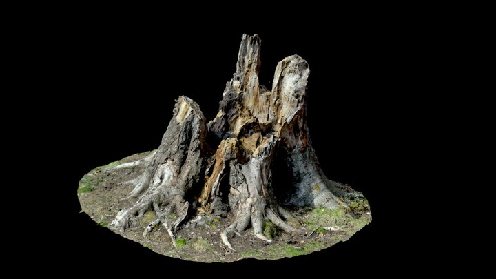 A scan of a fallen tree branch 3D Model