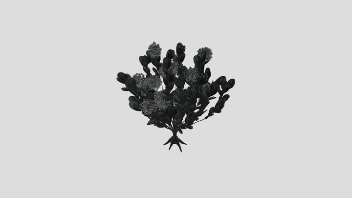 Plant Skimia Japonica – Kostenloses 3D-Modell STL