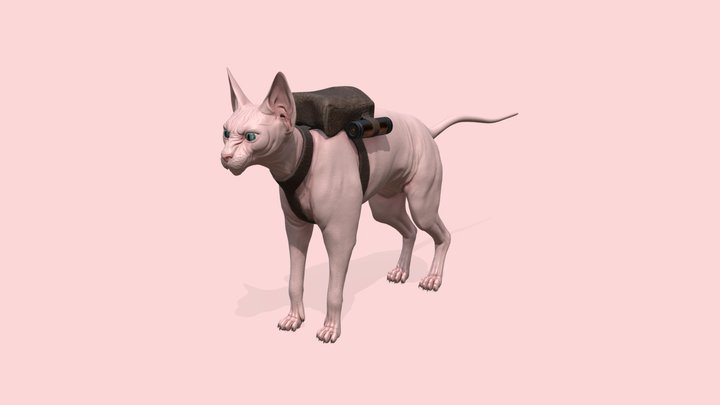 Sphynx Cat 3D Model