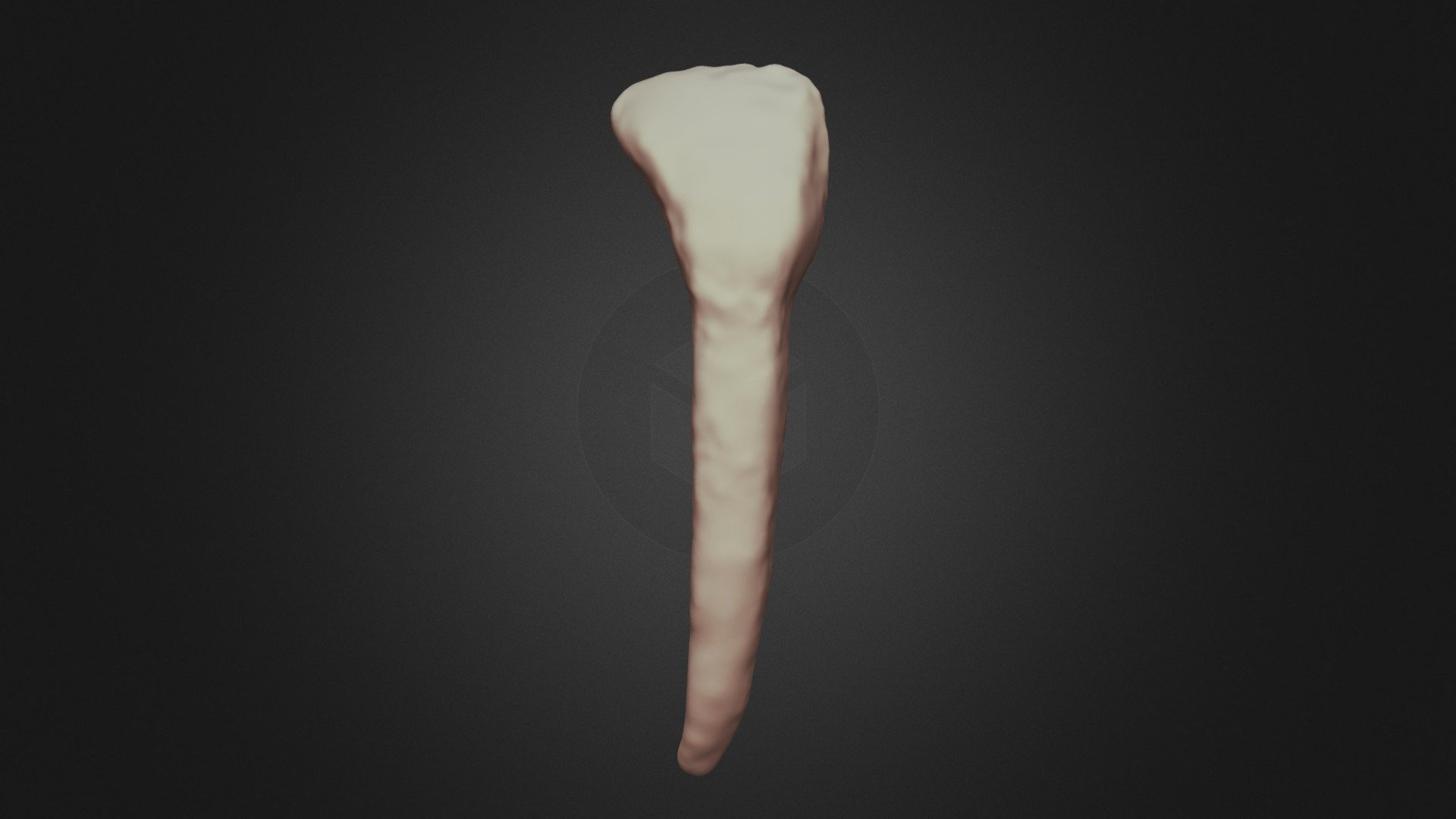 Odocoileus virginianus (Deer) Incisor - 3D model by Lakehead ...