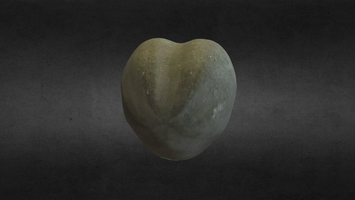 Fossil 6 3D Model