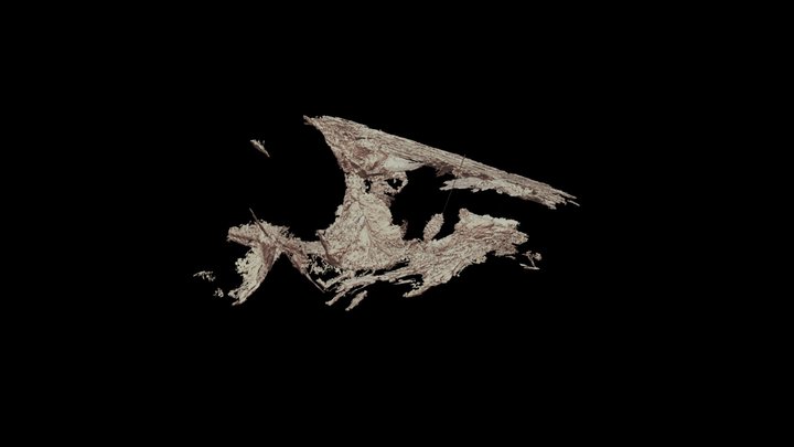 Acestrus ornatus, London Clay Fossil Fish