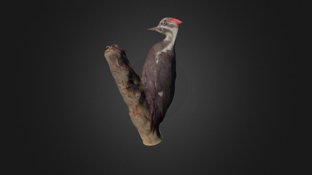 Pileated Woodpecker
