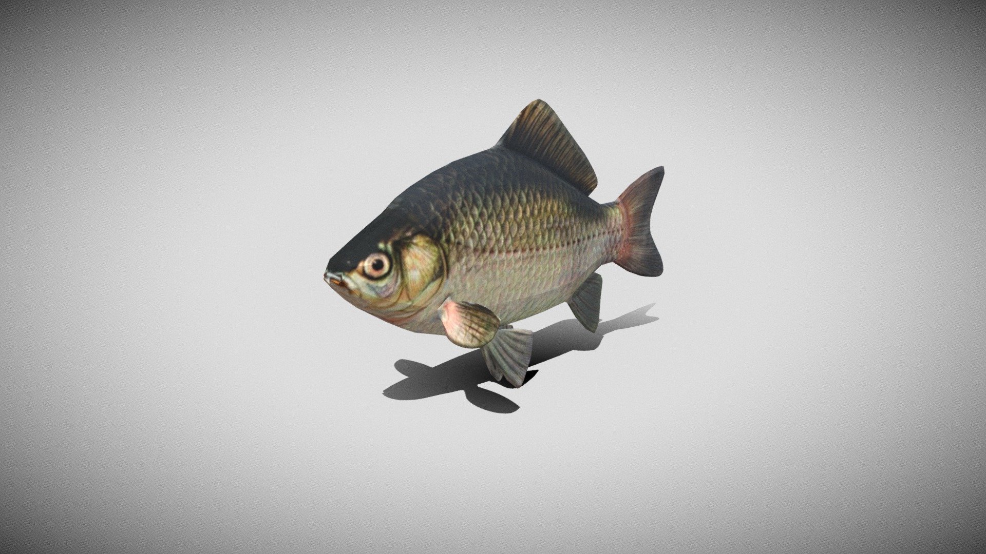 Fish - Download Free 3D model by VeeRuby Technologies Pvt Ltd ...