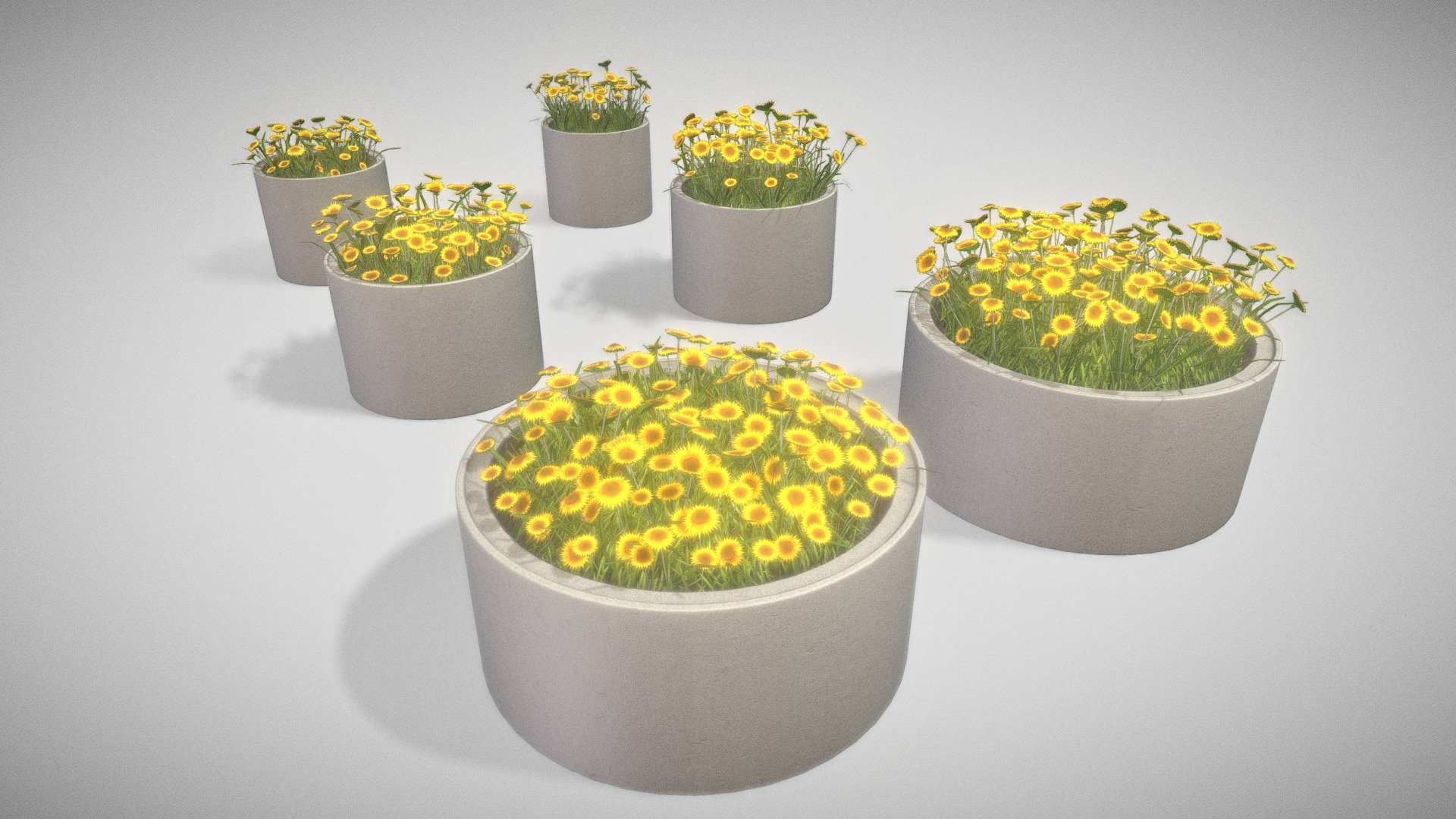 Concrete Pipe Pots With Small Sunflowers