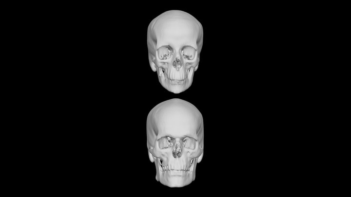 Female and Male Skulls 3D Model