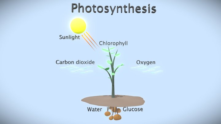 photosynthesis 3D Model