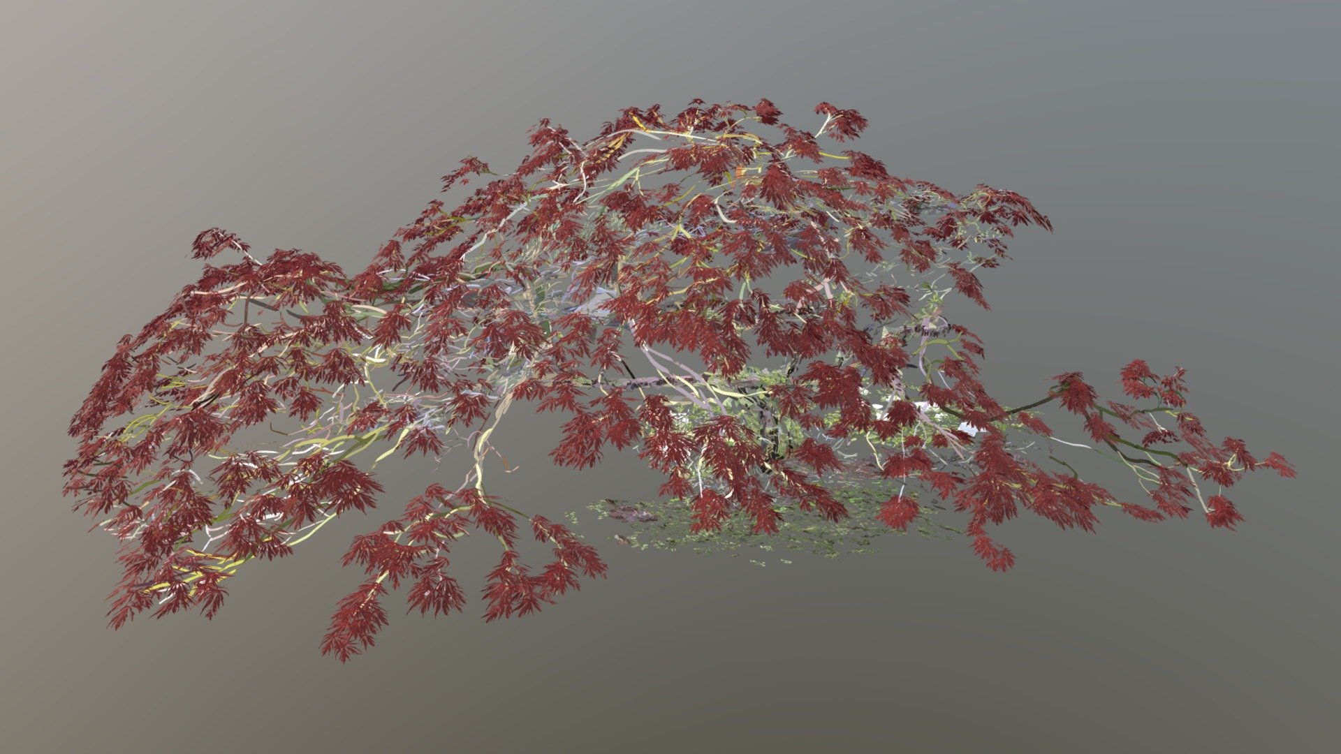 Japanese Maple