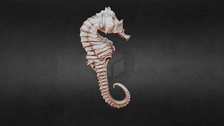 Sea horse 3D Model