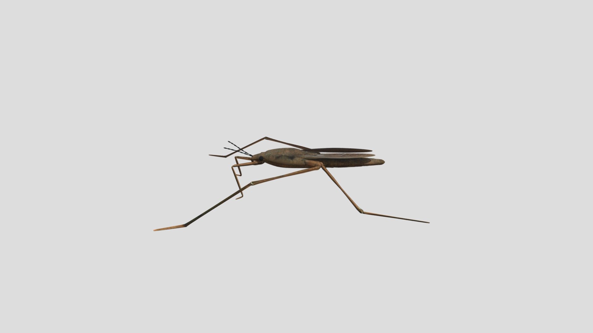 Water Strider - 3D model by thetreasure [44857e8] - Sketchfab