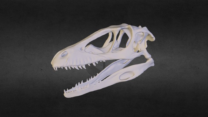 dienonychusskull1 3D Model