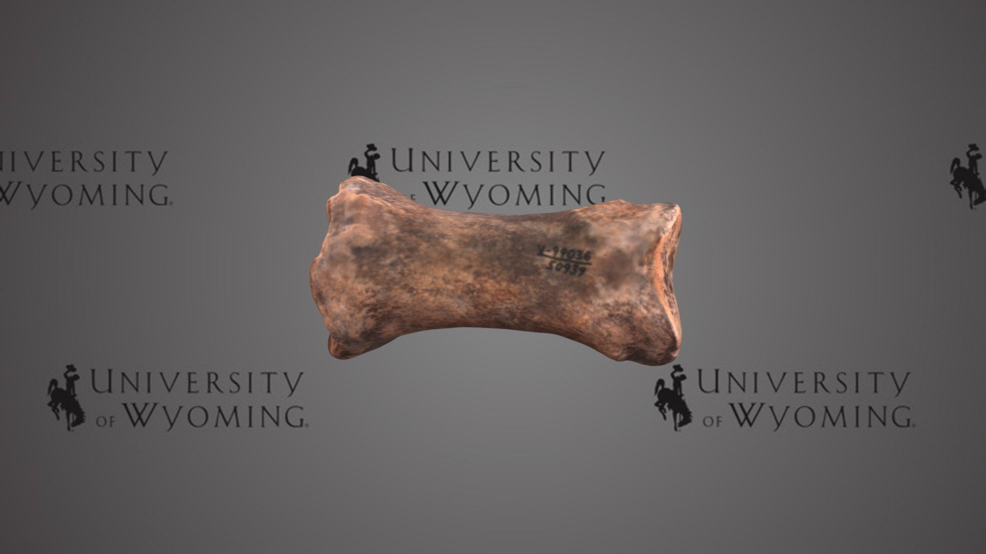 UW 50939 - Equus, Proximal Phalanx