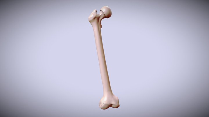 human femur for 3D printing 3D Model