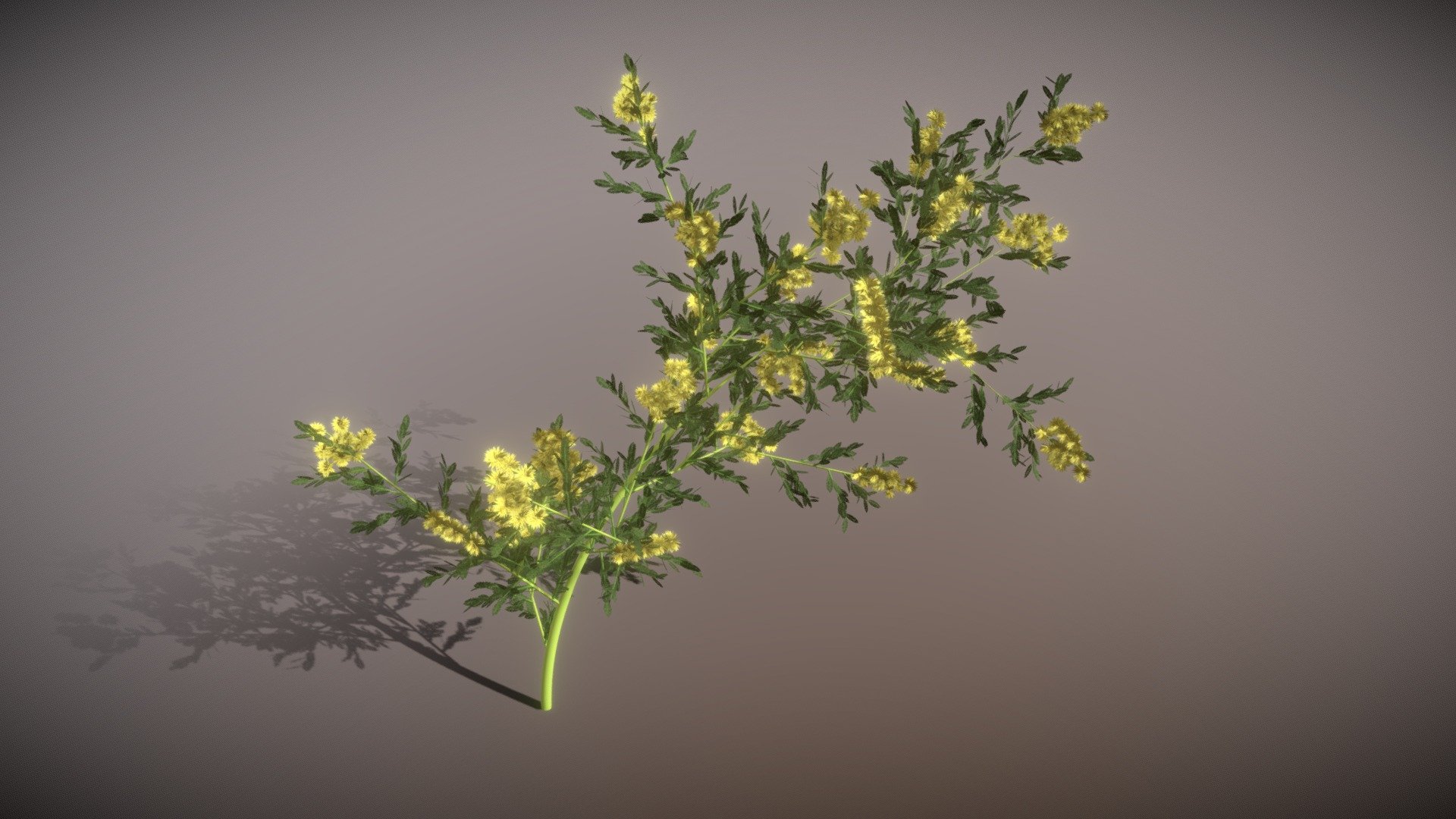 Mimose