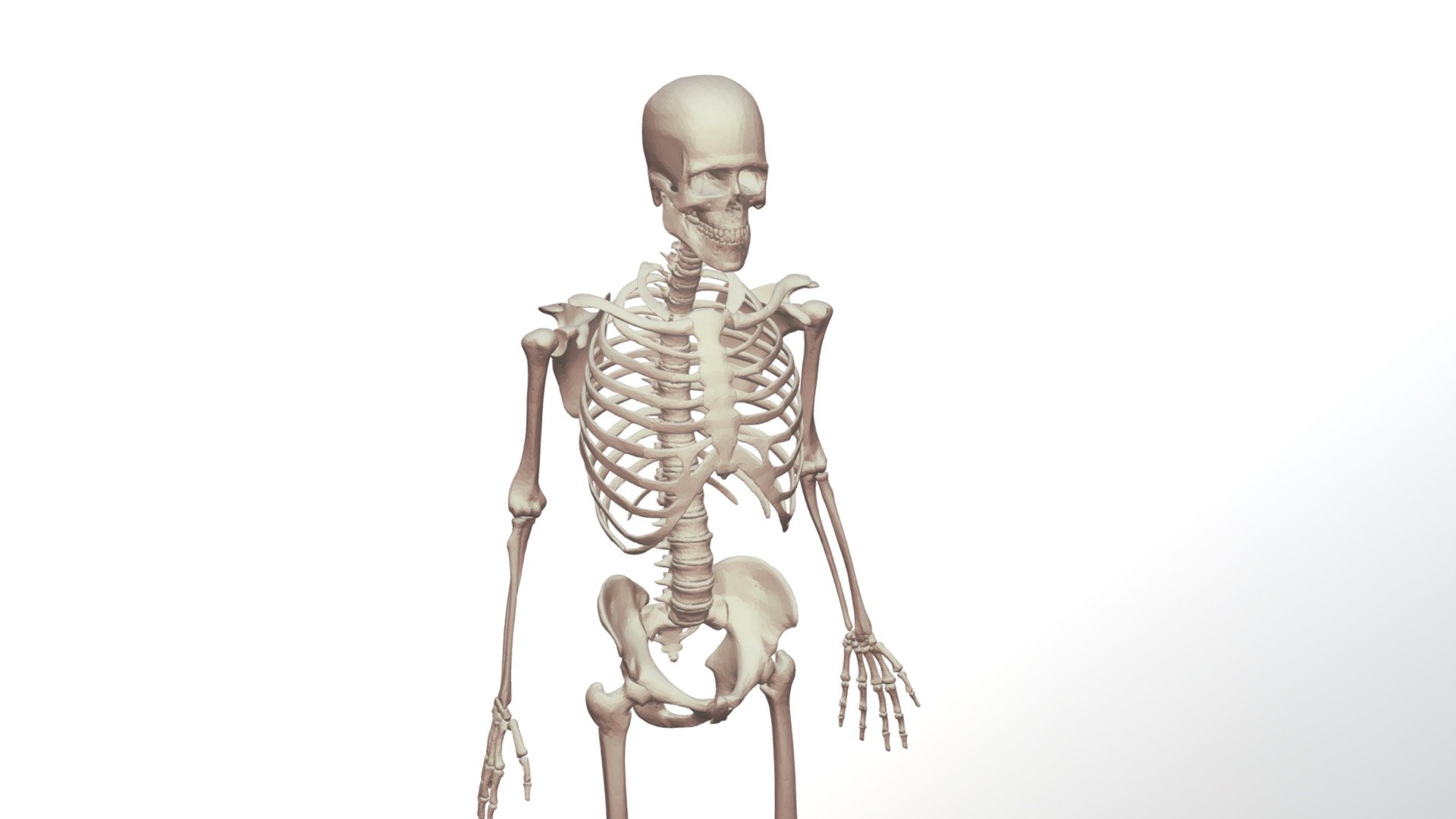 Male Skeleton - 3D model by AUinnovation [44946d1] - Sketchfab