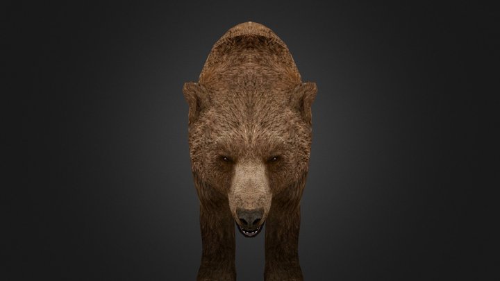 grizzly 3D Model