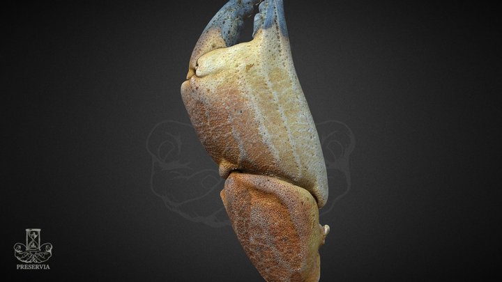 Edible Crab ( cancer pagurus) Claw 3D Model
